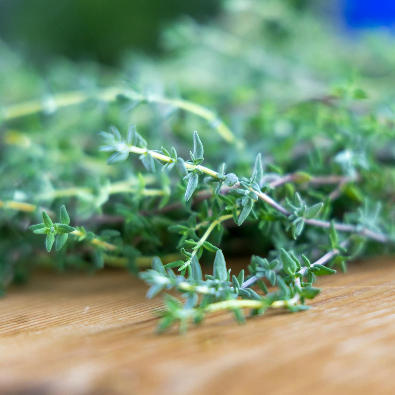 Ciseaux à herbes 5 lames